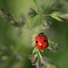 little ladybug