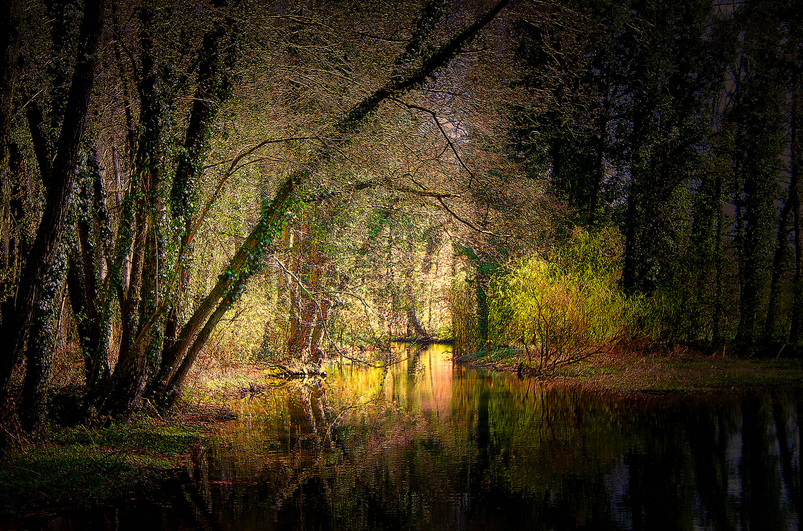 little lake in the forest