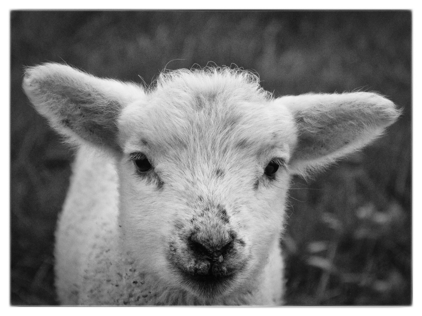  little lamb