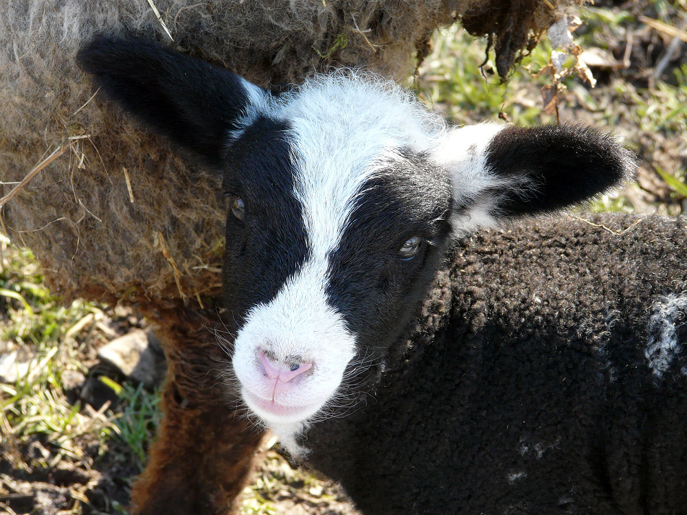 Little lamb