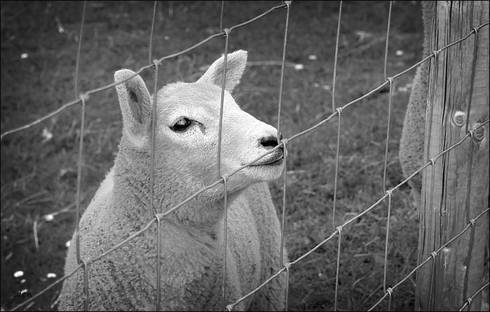 Little Lambs eat Ivy......