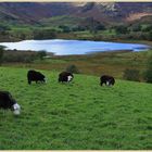 Little Langdale Tarn 5