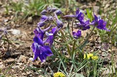 Little Larkspur (Delphinium bicolor) -1