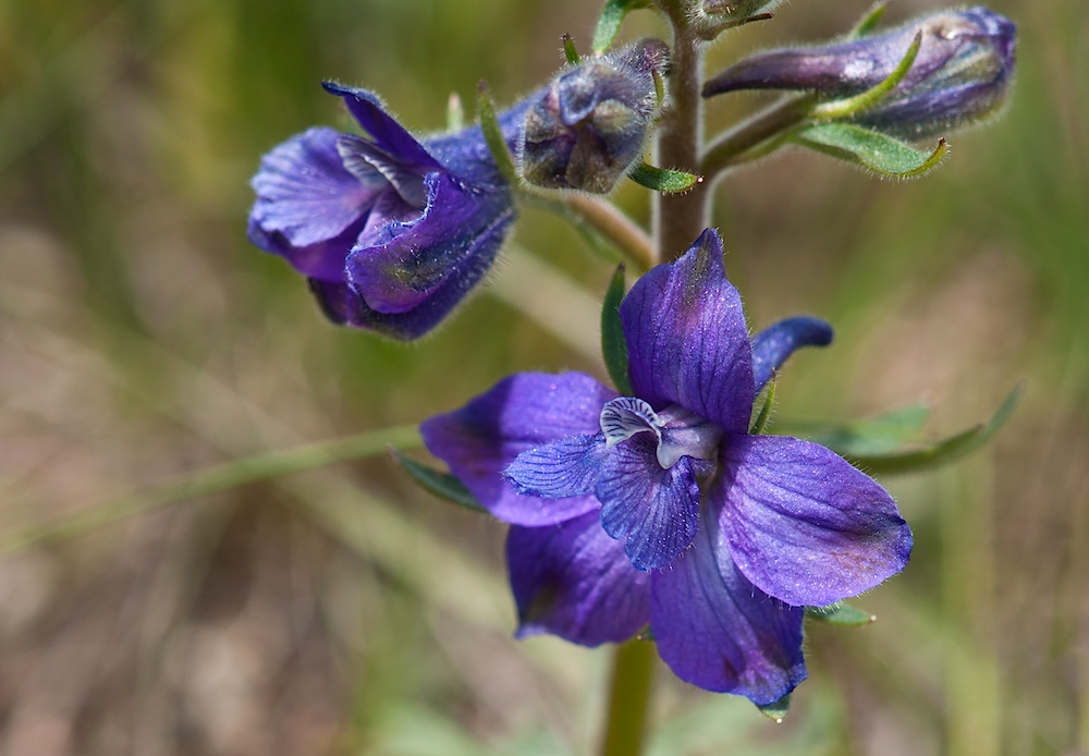 Little Larkspur (Delphinium bicolor) - 2