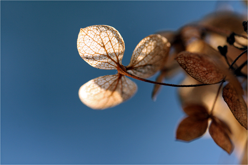 little leaves...