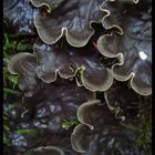 Little lichen