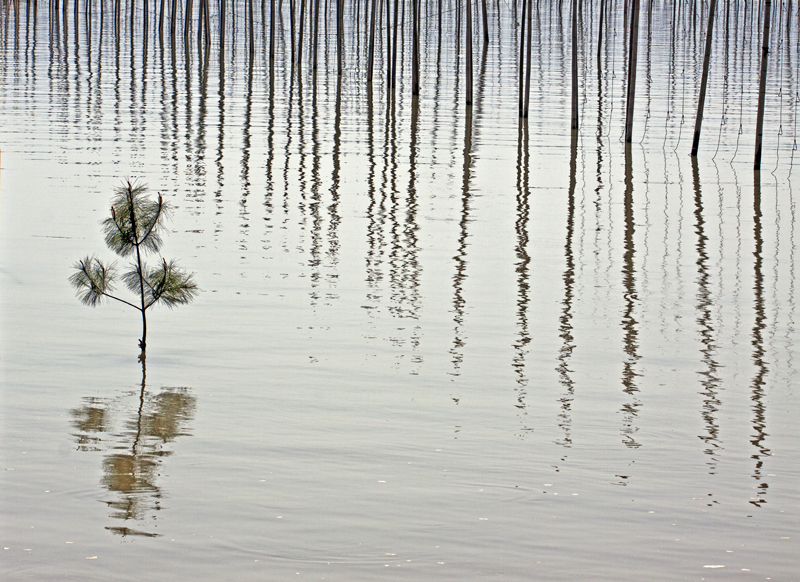 Little Life on Water