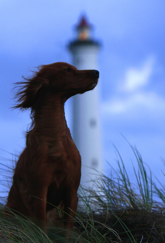 *Little Lighthouse Keeper*