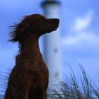 *Little Lighthouse Keeper*