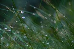 Little Lights in autumn