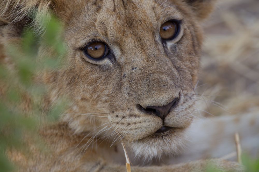 Little Lion von biloop 