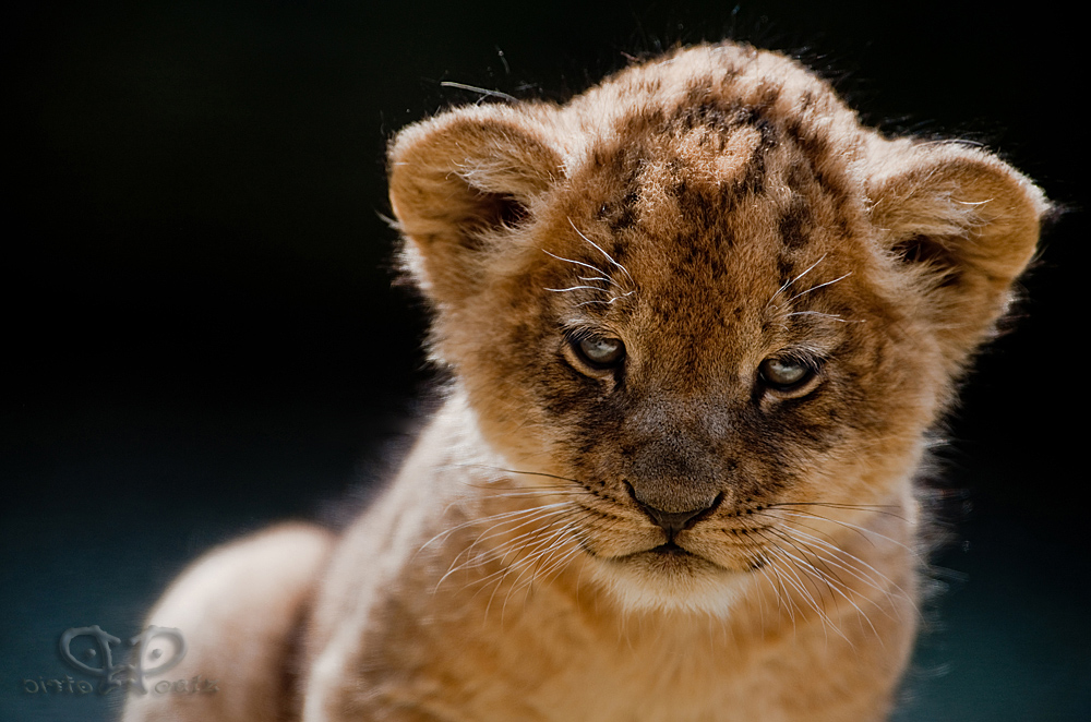 Little Lion