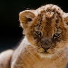 Little Lion