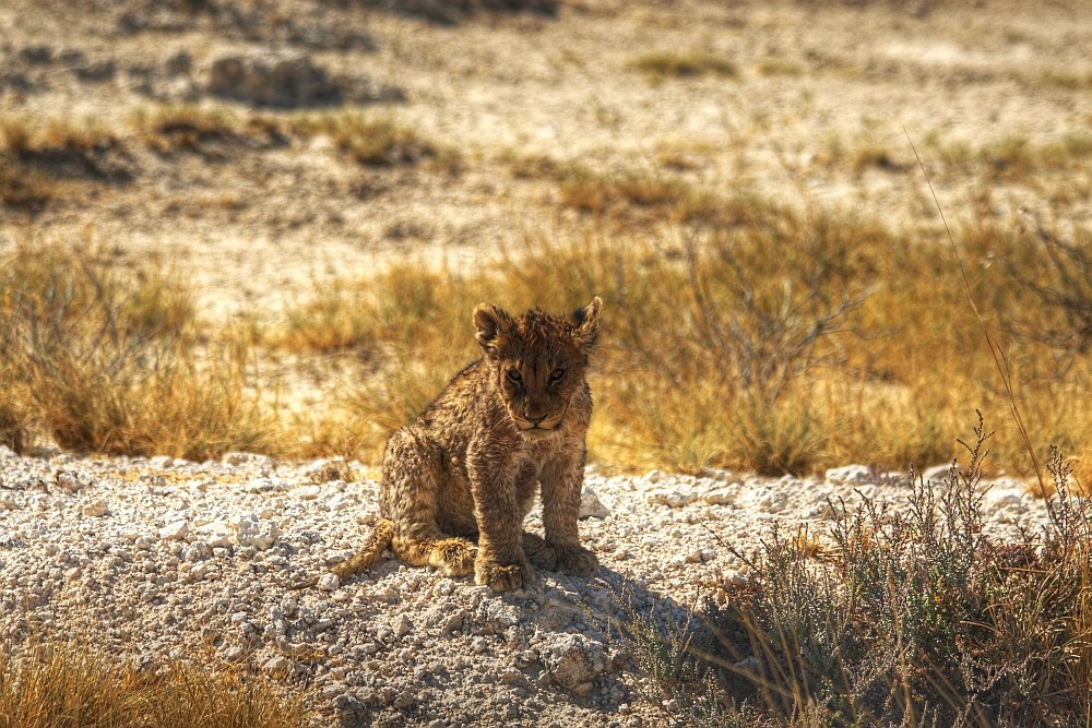 Little Lion / Namibia von Maik K . 