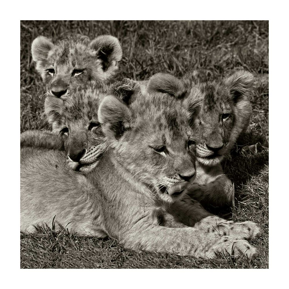 Little Lions