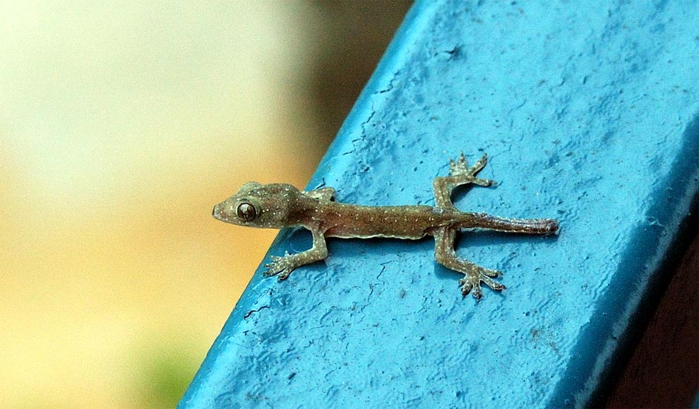 Little lizzard