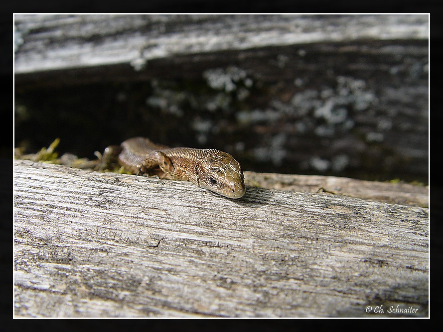 Little Lizzard