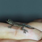 Little Lizzard2