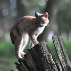 Little Luchs