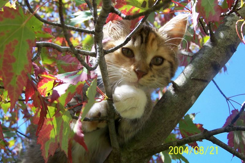 Little Lucy up in a Maple Tree