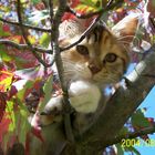 Little Lucy up in a Maple Tree