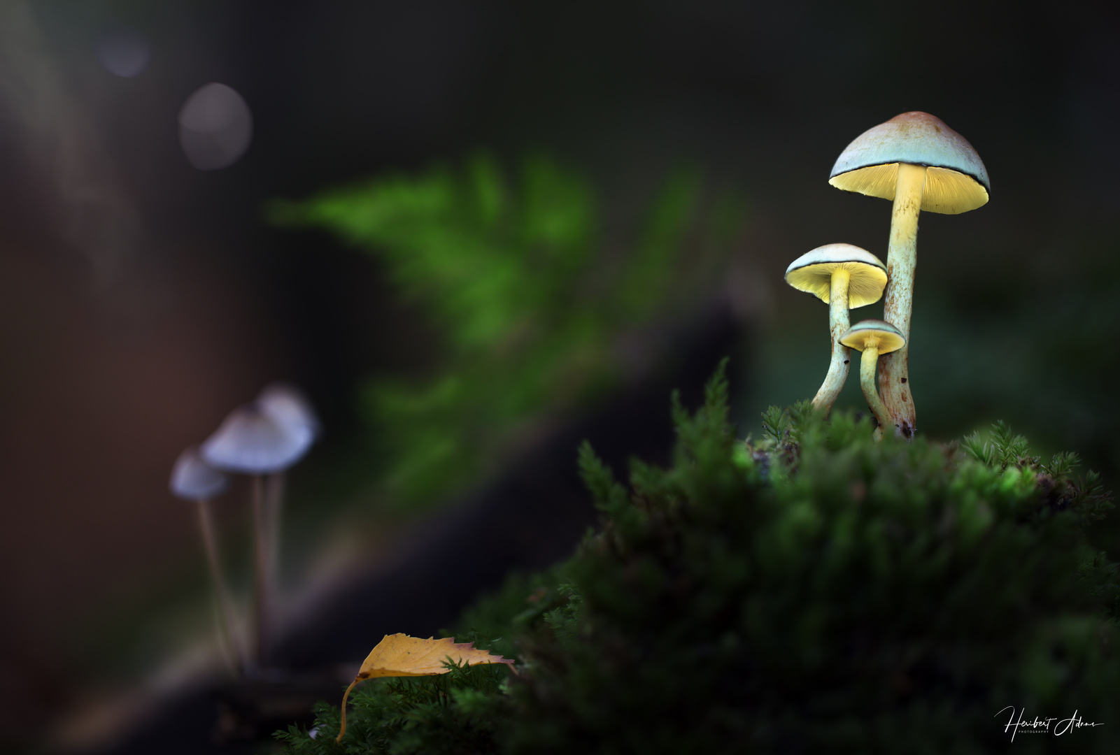 Little luminous Mushroom Family