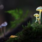 Little luminous Mushroom Family