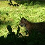 Little Lynx