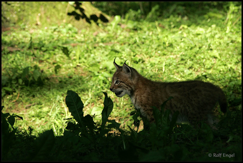 Little Lynx