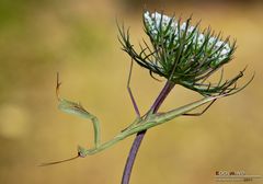 Little mantis