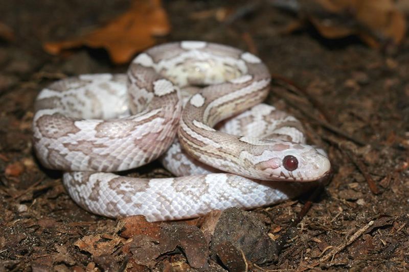 Little miss cornsnake