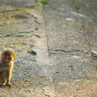 Little-Monkey