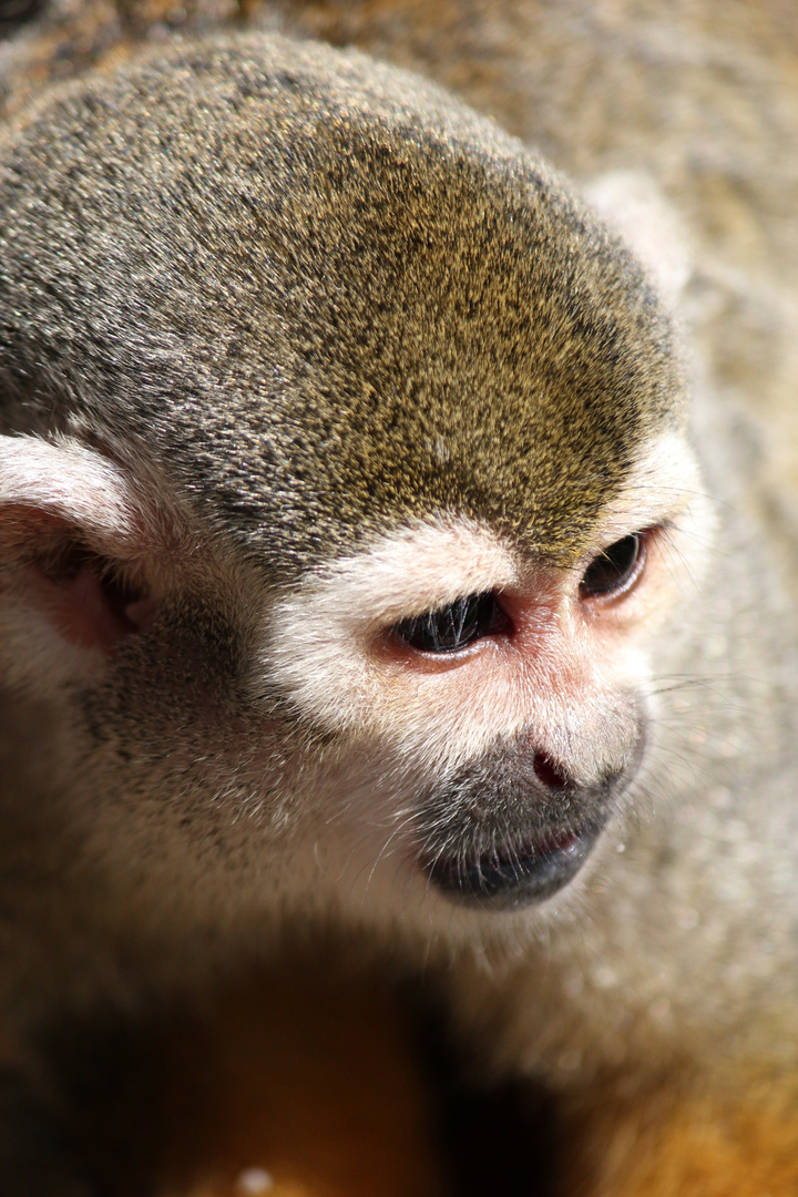 Little Monkeys Portrait