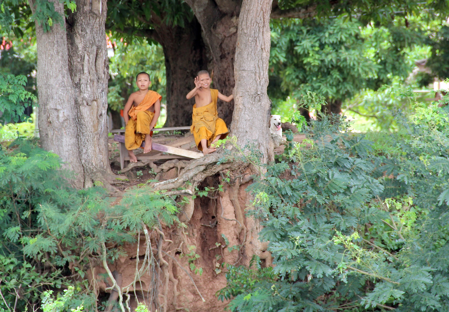 Little Monks and a dog