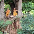 Little Monks and a dog