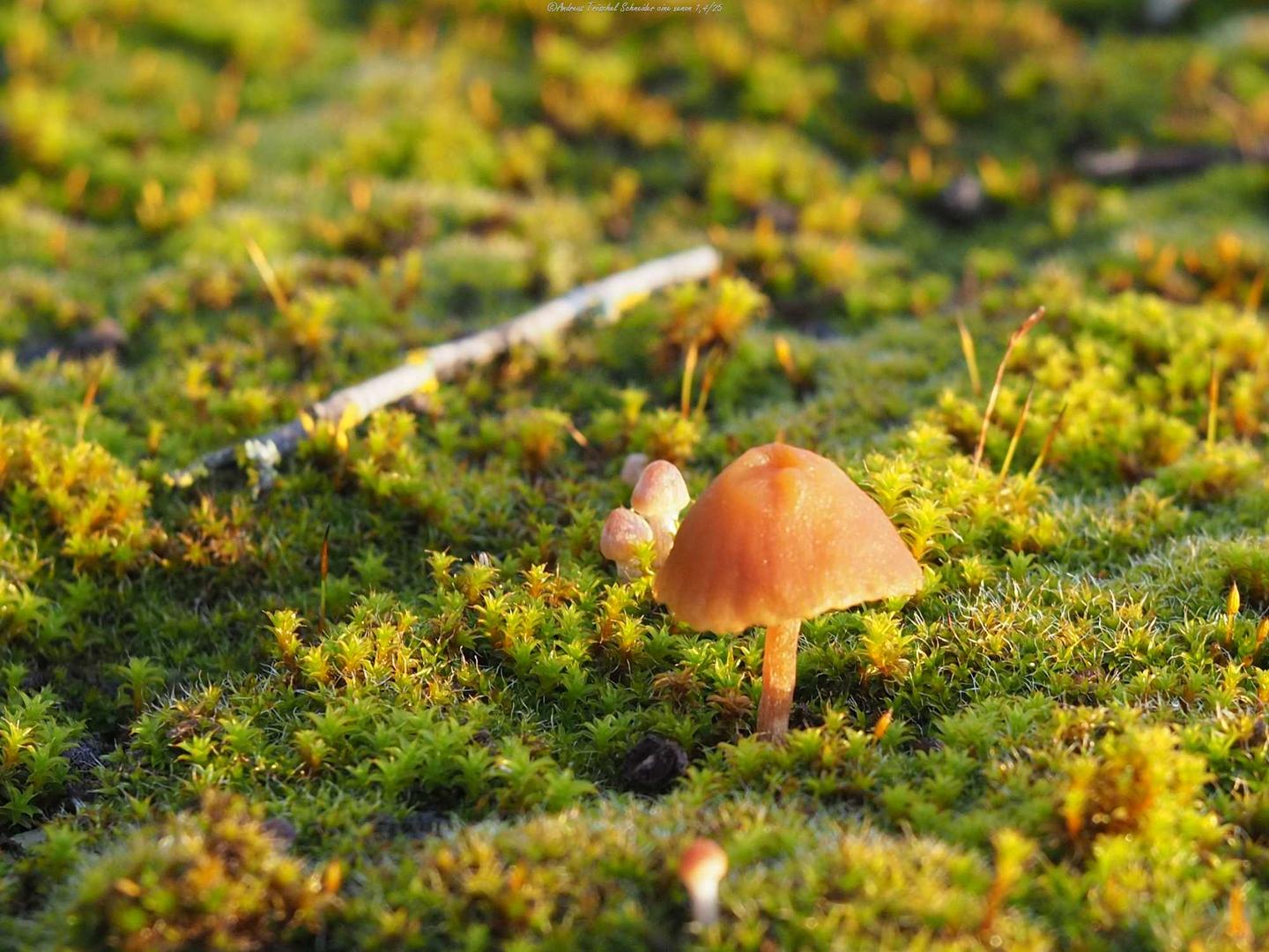 little Mushroom