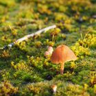 little Mushroom