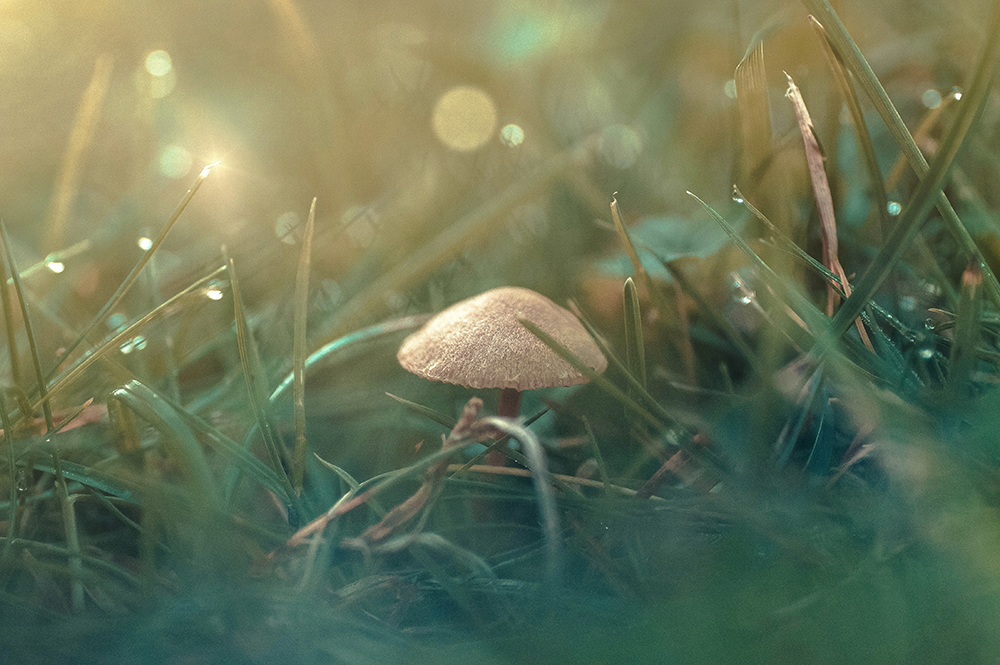 Little mushroom