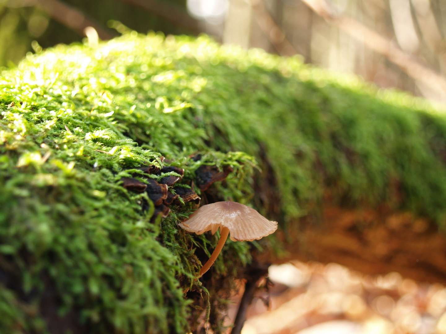 Little Mushroom