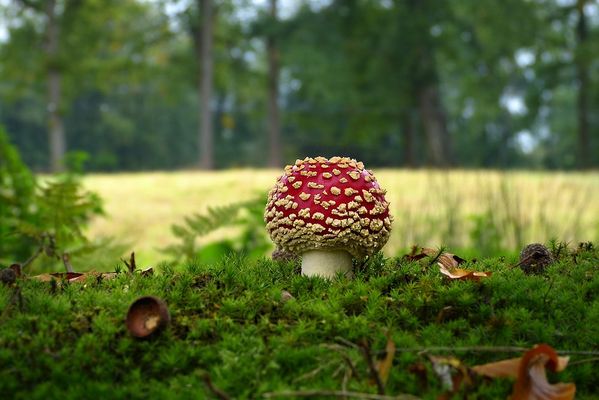 Little mushroom