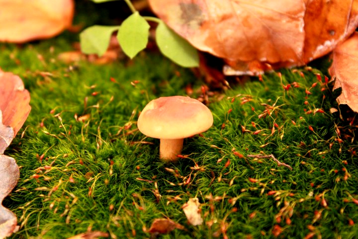 little mushroom :)