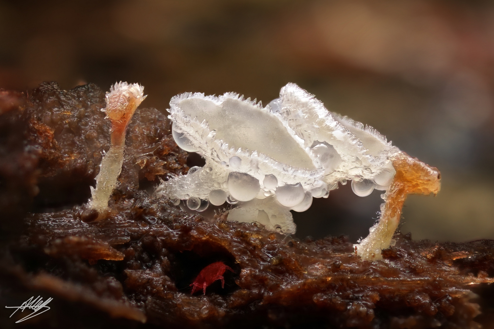 Little Mushroom Wonderland