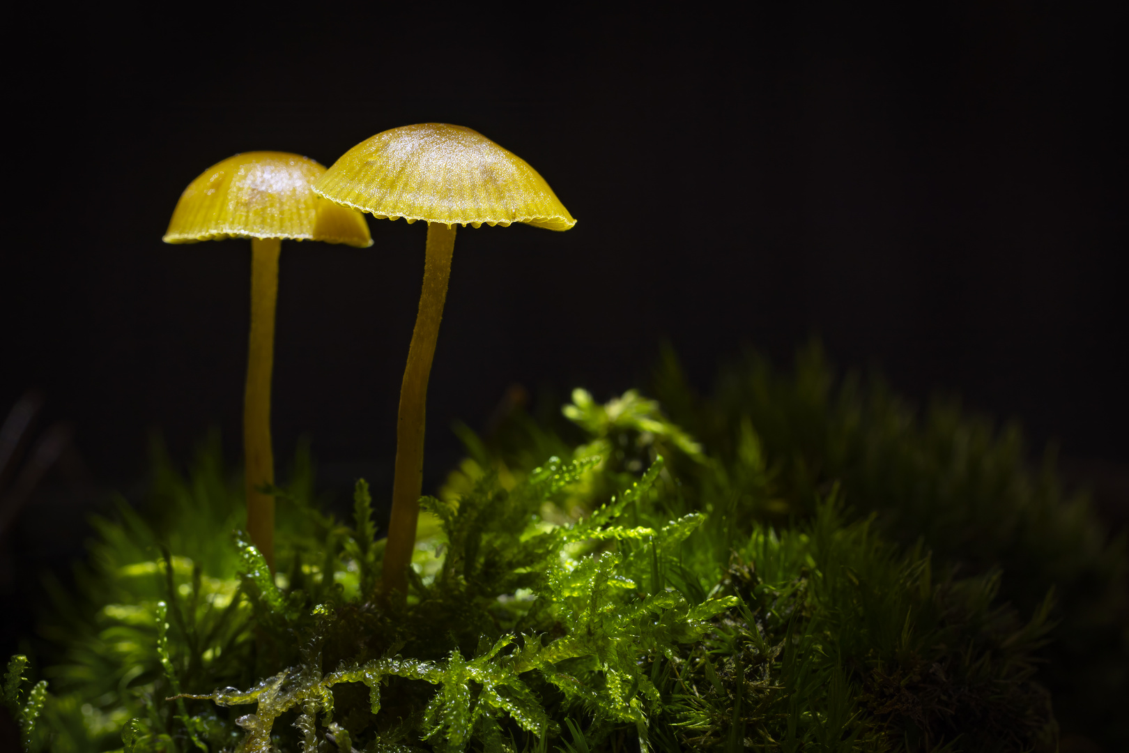 little mushrooms