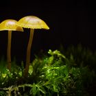 little mushrooms