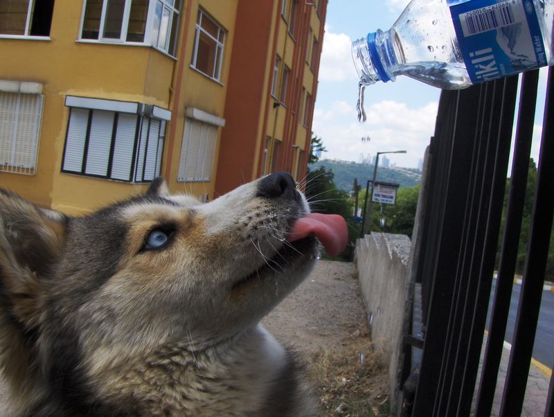 little nikky wants water...