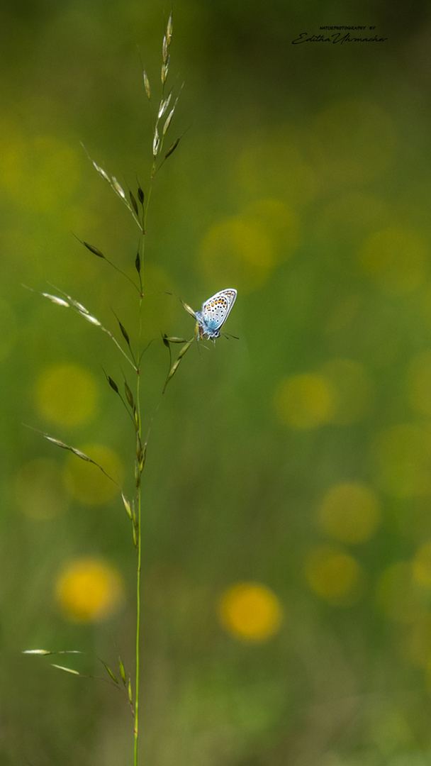 little one am gras