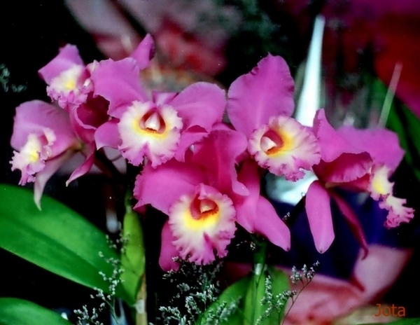 Little orchids