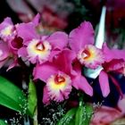 Little orchids