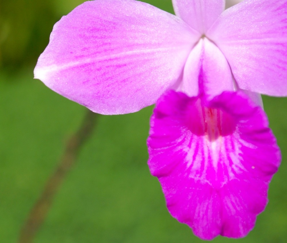 little orchids