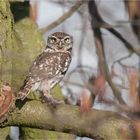 Little owl